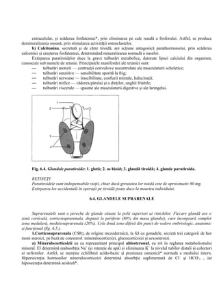 extracelular, şi scăderea fosfatemiei*, prin eliminarea pe cale renală a fosforului. Astfel, se produce
demineralizarea osoasă, prin stimularea activităţii osteoclastelor.
b) Calcitonina, secretată şi de către tiroidă, are acţiune antagonică parathormonului, prin scăderea
calcemiei şi creşterea fosfatemiei, determinând mineralizarea normală a oaselor.
Extirparea paratiroidelor duce la grave tulburări metabolice, datorate lipsei calciului din organism,
cunoscute sub numele de tetanie. Principalele manifestări ale tetaniei sunt:
— tulburări motorii — contracţii convulsive necontrolate ale musculaturii scheletice;
— tulburări senzitive — sensibilitate sporită la frig;
— tulburări nervoase — irascibilitate, confuzii mintale, halucinaţii;
— tulburări trofice — căderea părului şi a dinţilor, unghii friabile;
— tulburări viscerale — spasme ale musculaturii digestive şi ale laringelui.
Fig. 6.4. Glandele paratiroide: 1. glotă; 2. os hioid; 3. glandă tiroidă; 4. glande paratiroide.
REŢINEŢI:
Paratiroidele sunt indispensabile vieţii, chiar dacă greutatea lor totală este de aproximativ 80 mg.
Extirparea lor accidentală în operaţii pe tiroidă poate duce la moartea individului.
6.4. GLANDELE SUPRARENALE
Suprarenalele sunt o pereche de glande situate la polii superiori ai rinichilor. Fiecare glandă are o
zonă corticală, corticosuprarenala, dispusă la periferie (80% din masa glandei), care înconjoară complet
zona medulară, medulosuprarenala (20%). Cele două zone diferă din punct de vedere embriologic, anatomic
şi funcţional (fig. 6.5.).
1.Corticosuprarenala (CSR), de origine mezodermică, la fel cu gonadele, secretă trei categorii de hor
moni steroizi, pe bază de cotesterol: mineralocorticoizi, glucocorticoizi şi sexosteroizi.
a) Mineralocorticoizii au ca reprezentant principal aldosteronul, cu rol în reglarea metabolismului
mineral. El determină reabsorbţia Na+
(şi retenţie de apă) şi eliminarea K+
la nivelul tubilor distali şi colectori
ai nefronilor. Astfel, se menţine echilibrul acido-bazic şi presiunea osmotică* normală a mediului intern.
Hipersecreţia hormonilor mineralocorticoizi determină absorbţie suplimentară de Cl-
şi HCO-
3 , iar
hiposecreţia determină acidoză*.
 