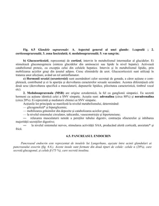 Fig. 6.5 Glandele suprarenale: A. Aspectul general al unei glande: 1.capsulă ; 2.
corticosuprarenală; 3. zona fasciculată; 4. medulosuprarenală; 5. vas sangvin;
b) Glucocorticoizii, reprezentaţi de cortizol, intervin în metabolismul intermediar al glucidelor. Ei
stimulează gluconeogeneza (sinteza glucidelor din aminoacizi sau lipide la nivel hepatic). Activează
catabolismul proteic, cu excepţia celui din celulele hepatice. Intervin şi în metabolismul lipidic, prin
mobilizarea acizilor graşi din ţesutul adipos. Cresc eliminările de azot. Glucocorticoizii sunt utilizaţi în
tratarea unor afecţiuni, având un rol antiinflamator.
c) Hormonii sexoizi (sexosteroizi) sunt asemănători celor secretaţi de gonade, a căror acţiune o com-
pletează, contribuind şi ei la apariţia şi dezvoltarea caracterelor sexuale secundare. Acestea diferenţiază cele
două sexe (dezvoltarea specifică a musculaturii, depunerile lipidice, pilozitatea caracteristică, timbrul vocal
etc).
2. Medulosuprarenala (MSR) are origine ectodermică, la fel cu ganglionii simpatici. Ea secretă
hormoni cu acţiune identică celei a SNV simpatic. Aceştia sunt: adrenalina (circa 80%) şi noradrenalina
(circa 20%). Ei reprezintă şi mediatorii chimici ai SNV simpatic.
Acţiunile lor principale se manifestă la nivelul metabolismului, determinând:
— glicogenoliză* şi hiperglicemie;
— mobilizarea grăsimilor din depozite şi catabolizarea acizilor graşi;
— la nivelul sistemului circulator, tahicardie, vasoconstricţie şi hipertensiune;
— relaxarea musculaturii netede a pereţilor tubului digestiv, contracţia sfincterelor şi inhibarea
majorităţii secreţiilor digestive;
— la nivelul sistemului nervos, stimularea activităţii SAA, producând alertă corticală, anxietate* şi
frică.
6.5. PANCREASUL ENDOCRIN
Pancreasul endocrin este reprezentat de insulele lui Langerhans, aşezate între acinii glandulari ai
pancreasului exocrin (fig. 6.6.). Aceste insule sunt formate din două tipuri de celule: celule α (20%), care
secretă glucagonul, şi celule β (75 %), care secretă insulina.
 