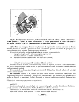 Fig. 6.6. Localizarea pancreasului: 1, aortă abdominală; 2. trunchi celiac; 3. arteră pancreatică; 4.
arteră splenică; 5. splină; 6. coada pancreasului; 7. corpul pancreasului; 8. arteră mezenterică
superioară; 9. stomac; 10. arteră gastro-duodenală; 11. capul pancreasului; 12. duoden.
a) Insulina este principalul hormon hipoglicemiant al organismului. Insulina acţionează în direcţia
creşterii gradului de utilizare a glucozei în celule, al depunerii glucozei sub formă de glicogen şi al
transformării glucidelor în lipide. Stimulează sinteza de proteine.
Hiposecreţia de insulina produce diabetul zaharat, afecţiune caracterizată prin:
— hiperglicemie, glicozurie* (eliminare de glucoza prin urină);
— poliurie* (eliminare de urină în cantităţi mari);
— polidipsie* (consum compensator al unei mari cantităţi de apă);
— polifagie* (consum exagerat de hrană) cu scădere în greutate.
În stadiile avansate ale bolii, acumularea de corpi cetonici în organism, ca urmare a tulburărilor metabo-
lice, duce la comă diabetică şi chiar la moarte, în lipsa unui tratament adecvat. Tratamentul constă în principal
în administrarea de insulină.
Hipersecreţia de insulina produce hipoglicemie însoţită de slăbirea forţei fizice, de tulburări ale activităţii
nervoase şi chiar de comă.
b) Glugaconul, secretat şi de duoden, are efecte opuse insulinei, determinând hiperglicemie prin
glicogenoliză hepatică (nu şi musculară), intensificarea gluconeogenezei* din aminoacizi şi scăderea utilizării
celulare a glucozei, cu accentuarea lipolizei. Împreună cu hormonii medulosuprarenalieni, glucagonul este
unul
din principalii hormoni hiperglicemianţi ai organismului.
REŢINEŢI:
Şcoala românească de endocrinologie este recunoscută pe plan mondial datorită contribuţiei unor
savanţi de renume, ca: N. Paulescu, CI. Parhon, St. Milcu, Gr.T. Popa, Ana Aslan.
Primul extract de insulina a fost realizat de către savantul român N. Paulescu (1921).
Pancreasul endocrin reprezintă doar 1—2% din masa întregului pancreas.
6.6. EPIFIZA
 