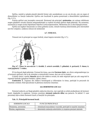 Epifiza, numită şi glanda pineală datorită formei sale asemănătoare cu un con de pin, este un organ al
diencefalului cu funcţie endocrină. Epifiza este localizată în partea posterioară a diencefalului (epitalamus)
(fig. 4.12.).
Funcţia epifizei este incomplet cunoscută. Hormonul său principal, melatonina, are acţiune inhibitoare
asupra glandelor sexuale (funcţia antigonadotropă) ce explică involuţia epifizei după pubertate. De asemenea,
acţionează şi asupra axului hipotalamo-hipofizo-corticosuprarenalian. Melatonina are şi efect hipoglicemiant.
Epifiza are legături funcţionale cu retina globului ocular, stimulii luminoşi determinând, prin intermediul
nervilor simpatici, scăderea sintezei de melatonină
6.7. TIMUSUL
Timusul este în principal un organ limfoid, situat înapoia sternului (fig. 6.7.).
Fig. 6.7. Timus la nou-născut: 1. tiroidă; 2. arteră carotidă; 3. plămâni; 4. pericard; 5. timus; 6.
venă jugulară; 7. trahee.
El involuează după pubertate. Extrasul de timus, aşa-zisul hormon timic, are efecte antigonadotrope (ca
şi hormonii epifizari), dar şi de stimulare a mineralizării osoase, deci are rol în creştere.
Celulele timice, numite timocite provin din măduva osoasă, de unde migrează apoi pe cale sangvină în
organele limfoide (ganglioni limfatici, splină, timus).
Limfocitele T, originare din măduva hematogenă şi diferenţiate în timus, participă în procesele de
imunitate celulară, fiind specializate în păstrarea memoriei imunitare.
6.8. HORMONII LOCALI
Sistemul endocrin, pe lângă glandele endocrine descrise, mai cuprinde şi celule producătoare de hormoni
locali, răspândite în organism. Acestea constituie sistemul endocrin difuz sau paracrin. În tabelul 11 sunt
prezentaţi câţiva dintre hormonii locali şi funcţiile lor principale.
Tab. 11. Principalii hormoni locali.
HORMONI LOCALI FUNCŢII PRINCIPALE
Histamina, serotonina — stimulează musculatura viscerală, participă în reacţiile imunitare
Renina, angiotensina — determină contracţia arteriolelor şi creşterea presiuni arteriale
 