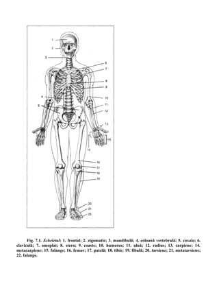 Fig. 7.1. Scheletul: 1. frontal; 2. zigomatic; 3. mandibulă; 4. coloană vertebrală; 5. coxale; 6.
claviculă; 7. omoplat; 8. stern; 9. coaste; 10. humerus; 11. ulnă; 12. radius; 13. carpiene; 14.
metacarpiene; 15. falange; 16. femur; 17. patelă; 18. tibie; 19. fibulă; 20. tarsiene; 21. metatarsiene;
22. falange.
 