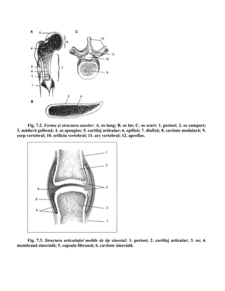 Fig. 7.2. Forma şi structura oaselor: A. os lung; B. os lat; C. os scurt: 1. periost; 2. os compact;
3. măduvă galbenă; 4. os spongios; 5. cartilaj articular; 6. epifiză; 7. diafiză; 8. cavitate medulară; 9.
corp vertebral; 10. orificiu vertebral; 11. arc vertebral; 12. aprofize.
Fig. 7.3. Structura articulaţiei mobile de tip sinovial: 1. periost; 2. cartilaj articular; 3. os; 4.
membrană sinovială; 5. capsula fibroasă; 6. cavitate sinovială.
 