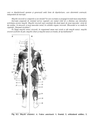 care se depolarizează spontan şi generează unde lente de depolarizare, care determină contracţii,
independent de inervaţie.
Muşchii viscerali se comportă ca un sinciţiu* în care excitaţia se propagă în toată masa muşchiului.
Inervaţia asigurată de sistemul nervos vegetativ are numai rolul de a diminua sau intensifica
activitatea acestor muşchi. Muşchii viscerali sunt constituiţi din două tipuri de ţesut muscular: striat de
tip cardiac, în miocard, şi ţesut muscular neted, în celelalte organe viscerale. Miocardul se va studia la
capitolul „Sistemul circulator".
Pe lângă muşchii netezi viscerali, în organismul uman mai există şi alţi muşchi netezi: muşchii
erectori ai firelor de păr, muşchii ciliari şi muşchii netezi ai irisului, de tip multiunitar*.
Fig. 8.3. Muşchi scheletici: A. Vedere anterioară: 1. frontal; 2. orbicularul ochilor; 3.
 