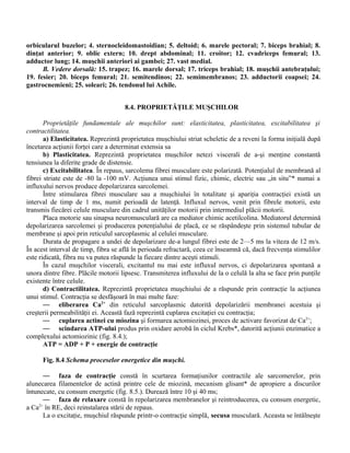 orbicularul buzelor; 4. sternocleidomastoidian; 5. deltoid; 6. marele pectoral; 7. biceps brahial; 8.
dinţat anterior; 9. oblic extern; 10. drept abdominal; 11. croitor; 12. cvadriceps femural; 13.
adductor lung; 14. muşchii anteriori ai gambei; 27. vast medial.
B. Vedere dorsală: 15. trapez; 16. marele dorsal; 17. triceps brahial; 18. muşchii antebraţului;
19. fesier; 20. biceps femural; 21. semitendinos; 22. semimembranos; 23. adductorii coapsei; 24.
gastrocnemieni; 25. soleari; 26. tendonul lui Achile.
8.4. PROPRIETĂŢILE MUŞCHILOR
Proprietăţile fundamentale ale muşchilor sunt: elasticitatea, plasticitatea, excitabilitatea şi
contractilitatea.
a) Elasticitatea. Reprezintă proprietatea muşchiului striat scheletic de a reveni la forma iniţială după
încetarea acţiunii forţei care a determinat extensia sa
b) Plasticitatea. Reprezintă proprietatea muşchilor netezi viscerali de a-şi menţine constantă
tensiunea la diferite grade de distensie.
c) Excitabilitatea. În repaus, sarcolema fibrei musculare este polarizată. Potenţialul de membrană al
fibrei striate este de -80 la -100 mV. Acţiunea unui stimul fizic, chimic, electric sau „in situ”* numai a
influxului nervos produce depolarizarea sarcolemei.
Între stimularea fibrei musculare sau a muşchiului în totalitate şi apariţia contracţiei există un
interval de timp de 1 ms, numit perioadă de latenţă. Influxul nervos, venit prin fibrele motorii, este
transmis fiecărei celule musculare din cadrul unităţilor motorii prin intermediul plăcii motorii.
Placa motorie sau sinapsa neuromusculară are ca mediator chimic acetilcolina. Mediatorul determină
depolarizarea sarcolemei şi producerea potenţialului de placă, ce se răspândeşte prin sistemul tubular de
membrane şi apoi prin reticulul sarcoplasmic al celulei musculare.
Durata de propagare a undei de depolarizare de-a lungul fibrei este de 2—5 ms la viteza de 12 m/s.
În acest interval de timp, fibra se află în perioada refractară, ceea ce înseamnă că, dacă frecvenţa stimulilor
este ridicată, fibra nu va putea răspunde la fiecare dintre aceşti stimuli.
În cazul muşchilor viscerali, excitantul nu mai este influxul nervos, ci depolarizarea spontană a
unora dintre fibre. Plăcile motorii lipsesc. Transmiterea influxului de la o celulă la alta se face prin punţile
existente între celule.
d) Contractilitatea. Reprezintă proprietatea muşchiului de a răspunde prin contracţie la acţiunea
unui stimul. Contracţia se desfăşoară în mai multe faze:
— eliberarea Ca2+
din reticulul sarcoplasmic datorită depolarizării membranei acestuia şi
creşterii permeabilităţii ei. Această fază reprezintă cuplarea excitaţiei cu contracţia;
— cuplarea actinei cu miozina şi formarea actomiozinei, proces de activare favorizat de Ca2+
;
— scindarea ATP-ului produs prin oxidare aerobă în ciclul Krebs*, datorită acţiunii enzimatice a
complexului actomiozinic (fig. 8.4.);
ATP = ADP + P + energie de contracţie
Fig. 8.4 Schema proceselor energetice din muşchi.
— faza de contracţie constă în scurtarea formaţiunilor contractile ale sarcomerelor, prin
alunecarea filamentelor de actină printre cele de miozină, mecanism glisant* de apropiere a discurilor
întunecate, cu consum energetic (fig. 8.5.). Durează între 10 şi 40 ms;
— faza de relaxare constă în repolarizarea membranelor şi reintroducerea, cu consum energetic,
a Ca2+
în RE, deci reinstalarea stării de repaus.
La o excitaţie, muşchiul răspunde printr-o contracţie simplă, secusa musculară. Aceasta se întâlneşte
 