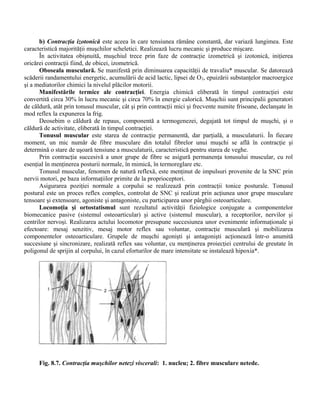 b) Contracţia izotonică este aceea în care tensiunea rămâne constantă, dar variază lungimea. Este
caracteristică majorităţii muşchilor scheletici. Realizează lucru mecanic şi produce mişcare.
În activitatea obişnuită, muşchiul trece prin faze de contracţie izometrică şi izotonică, iniţierea
oricărei contracţii fiind, de obicei, izometrică.
Oboseala musculară. Se manifestă prin diminuarea capacităţii de travaliu* muscular. Se datorează
scăderii randamentului energetic, acumulării de acid lactic, lipsei de O2, epuizării substanţelor macroergice
şi a mediatorilor chimici la nivelul plăcilor motorii.
Manifestările termice ale contracţiei. Energia chimică eliberată în timpul contracţiei este
convertită circa 30% în lucru mecanic şi circa 70% în energie calorică. Muşchii sunt principalii generatori
de căldură, atât prin tonusul muscular, cât şi prin contracţii mici şi frecvente numite frisoane, declanşate în
mod reflex la expunerea la frig.
Deosebim o căldură de repaus, componentă a termogenezei, degajată tot timpul de muşchi, şi o
căldură de activitate, eliberată în timpul contracţiei.
Tonusul muscular este starea de contracţie permanentă, dar parţială, a musculaturii. În fiecare
moment, un mic număr de fibre musculare din totalul fibrelor unui muşchi se află în contracţie şi
determină o stare de uşoară tensiune a musculaturii, caracteristică pentru starea de veghe.
Prin contracţia succesivă a unor grupe de fibre se asigură permanenţa tonusului muscular, cu rol
esenţial în menţinerea posturii normale, în mimică, în termoreglare etc.
Tonusul muscular, fenomen de natură reflexă, este menţinut de impulsuri provenite de la SNC prin
nervii motori, pe baza informaţiilor primite de la proprioceptori.
Asigurarea poziţiei normale a corpului se realizează prin contracţii tonice posturale. Tonusul
postural este un proces reflex complex, controlat de SNC şi realizat prin acţiunea unor grupe musculare
tensoare şi extensoare, agoniste şi antagoniste, cu participarea unor pârghii osteoarticulare.
Locomoţia şi ortostatismul sunt rezultatul activităţii fiziologice conjugate a componentelor
biomecanice pasive (sistemul osteoarticular) şi active (sistemul muscular), a receptorilor, nervilor şi
centrilor nervoşi. Realizarea actului locomotor presupune succesiunea unor evenimente informaţionale şi
efectoare: mesaj senzitiv, mesaj motor reflex sau voluntar, contracţie musculară şi mobilizarea
componentelor osteoarticulare. Grupele de muşchi agonişti şi antagonişti acţionează într-o anumită
succesiune şi sincronizare, realizată reflex sau voluntar, cu menţinerea proiecţiei centrului de greutate în
poligonul de sprijin al corpului, în cazul eforturilor de mare intensitate se instalează hipoxia*.
Fig. 8.7. Contracţia muşchilor netezi viscerali: 1. nucleu; 2. fibre musculare netede.
 