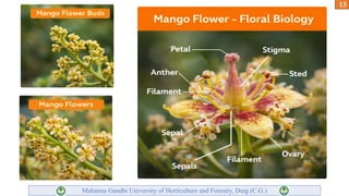 Mango Introduction modern trends of fruit production of mango | PPTX