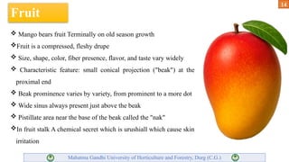 Mango Introduction modern trends of fruit production of mango | PPTX