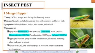 modern trends of fruit production of mango | PPTX
