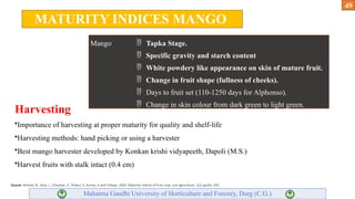 Mango Introduction modern trends of fruit production of mango | PPTX
