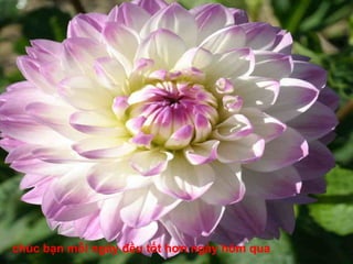 chúc bạn mỗi ngày đều tốt hơn ngày hôm qua 