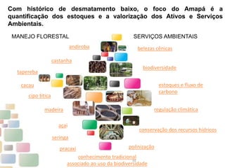10
Com histórico de desmatamento baixo, o foco do Amapá é a
quantificação dos estoques e a valorização dos Ativos e Serviços
Ambientais.
castanha
açai
cipo titica
conhecimento tradicional
associado ao uso da biodiversidade
madeira
biodiversidade
regulação climática
estoques e fluxo de
carbono
belezas cênicas
polinização
andiroba
conservação dos recursos hídricos
tapereba
seringa
pracaxi
cacau
MANEJO FLORESTAL SERVIÇOS AMBIENTAIS
 