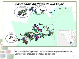 20
320 castanhais mapeados, 70 mil castanheiras georreferenciadas.
Estimativa de produção e estoque de carbono.
 