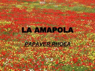 LA AMAPOLA PAPAVER RHOEA 