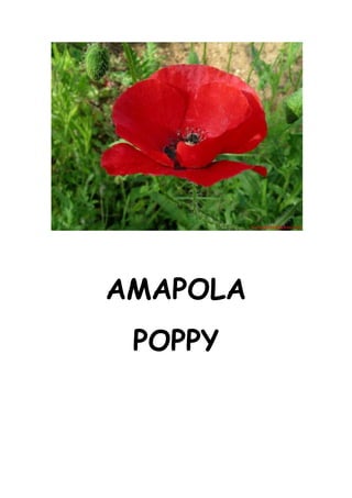 AMAPOLA
 POPPY
 