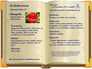 La herboristería                                 Colecciones
                                                    La Oropéndola 100% Sostenible
 Colección/ Ficha nº7                            http://laoropendolasostenible.blogspot.com

 Amapola                                         Recolección:
 Papaver rhoeas L.                               En mayo. Los pétalos y las cápsulas.
 Papaveráceas.
                                                 Composición:
                                                 El látex contiene cuatro alcaloides (la readina,
  Descripción:                                   la reagenina, la rearrubina 1 y la rerrubina 11).
  Planta anual bien conocida. Tallo peloso, de   La flor es rica en mucilago y contiene antocianos.
  30-70 cm, que contiene un látex blanco.
  Hojas pinnadas. Flores de color rojo
                                                 Propiedades:
  escarlata, de 5-8 cms de diámetro.             Calmante, emoliente.

  Biotopo:                                       Aplicación:
  Muy abundante en terrenos baldíos, taludes,      Oficinal antiguamente, el jarabe de flores
  terraplenes y campos cultivados, entre las         (Syr. Rhoeados) se utiliza aún algunas
  mieses.                                        veces como emoliente y sedante contra la tos.

  Floración:
  Marzo-julio.                                      Para hacer colaboraciones voluntarias al Proyecto La Oropéndola 1oo% Sostenible,
                                                    dentro del cual se encuadra las publicaciones, sírvanse depositar aporte voluntario
                                                    a la cuenta corriente de Caja Cantabria N°: 2066-0072-19-0900061648 Hay otros
                                                    materiales en preparación: un Manual de salud, Manual con criterios para la
                                                    sostenibilidad, colecciones de cuentacuentos, educación ambiental, eco-arte,
                                                    conoce la Tierra,la vida, geología, herboristerería, etc.



http://laoropendolasostenible.blogspot.com
 