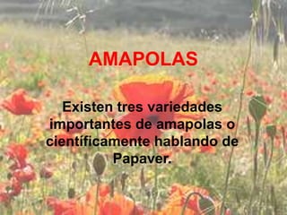 AMAPOLAS

   Existen tres variedades
importantes de amapolas o
científicamente hablando de
          Papaver.
 