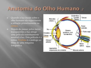 



Quando a luz incide sobre o
olho humano ela experimenta
a refração primeiramente na
córnea.
Depois de passar pelos meios
transparentes a luz atinge
uma película extremamente
sensível à luz. Esta película é a
retina. A retina é o análogo ao
filme de uma máquina
fotográfica.

 