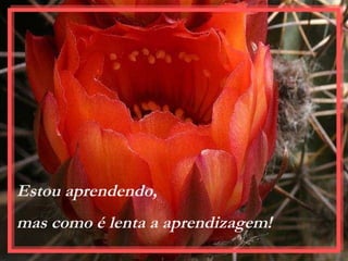 Estou aprendendo,  mas como é lenta a aprendizagem!  