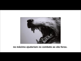 no máximo ajudariam no combate ao cão feroz.
 