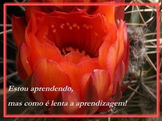 Estou aprendendo,  mas como é lenta a aprendizagem!  