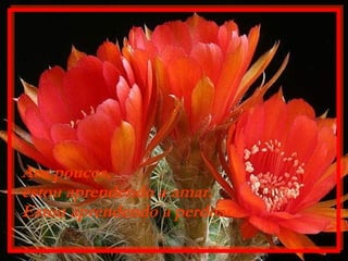 Aos poucos,  estou aprendendo a amar. Estou aprendendo a perdoar. 