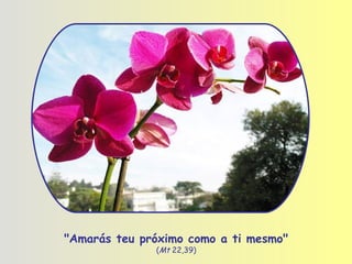 " Amarás teu próximo como a ti mesmo "   ( Mt  22,39)  