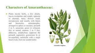 Characters of Amaranthaceae:
 Plants mostly herbs, a few shrubs,
leaves exstipulate and simple; opposite
or alternate, hairy; flowers small,
incospicuous and usually with bracts
and bracteoles, actinomorphic,
arranged in spikes or racemes; perianth
2 to 5, uniseriate, green or coloured,
free or united; stamens 3 to 5 free,
dithecous, antiphyllous (opposite the
perianth segments); gynoecium bi or
tri-carpellary, unilocular with a single
basal ovule; fruit one seeded nutlet.
 