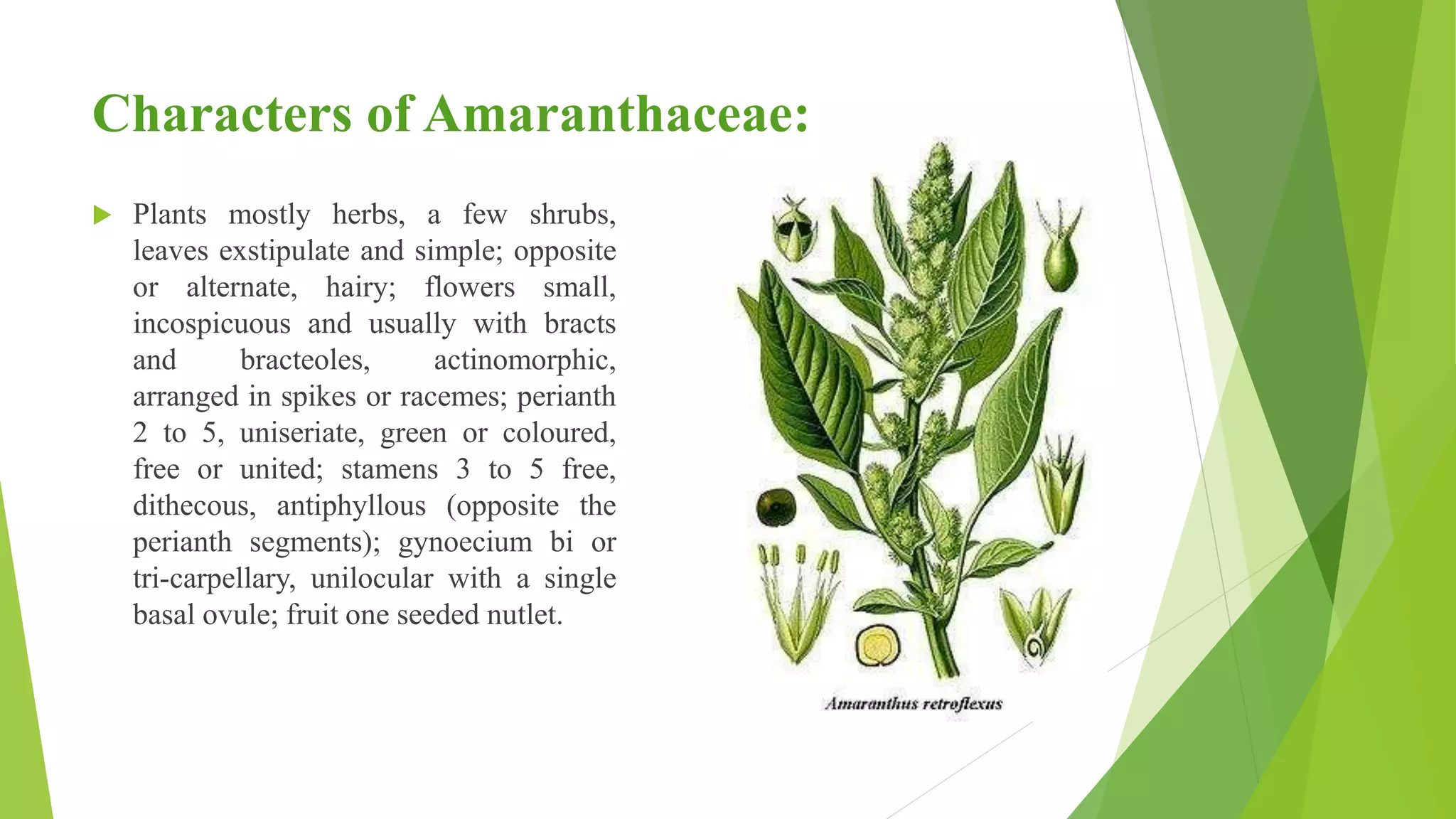 Characters of Amaranthaceae:
 Plants mostly herbs, a few shrubs,
leaves exstipulate and simple; opposite
or alternate, hairy; flowers small,
incospicuous and usually with bracts
and bracteoles, actinomorphic,
arranged in spikes or racemes; perianth
2 to 5, uniseriate, green or coloured,
free or united; stamens 3 to 5 free,
dithecous, antiphyllous (opposite the
perianth segments); gynoecium bi or
tri-carpellary, unilocular with a single
basal ovule; fruit one seeded nutlet.
 