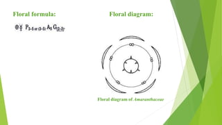 Floral formula: Floral diagram:
Floral diagram of Amaranthaceae
 