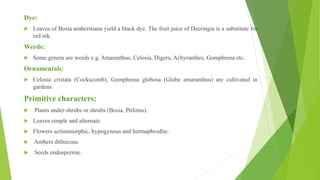 Dye:
 Leaves of Bosia amherstiana yield a black dye. The fruit juice of Deeringia is a substitute for
red ink.
Weeds:
 Some genera are weeds e.g. Amaranthus, Celosia, Digera, Achyranthes, Gomphrena etc.
Ornamentals:
 Celosia cristata (Cockscomb), Gomphrena globosa (Globe amaranthus) are cultivated in
gardens.
Primitive characters:
 Plants under-shrubs or shrubs (Bosia, Ptilotus).
 Leaves simple and alternate.
 Flowers actinomorphic, hypogynous and hermaphrodite.
 Anthers dithecous.
 Seeds endospermic.
 