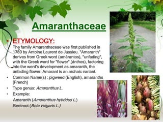 • ETYMOLOGY:
The family Amaranthaceae was first published in
1789 by Antoine Laurent de Jussieu. "Amaranth"
derives from Greek word (amárantos), "unfading",
with the Greek word for "flower",(ánthos), factoring
into the word's development as amaranth, the
unfading flower. Amarant is an archaic variant.
• Common Name(s) : pigweed (English), amaranths
[French]
• Type genus: Amaranthus L.
• Example:
Amaranth (Amaranthus hybridus L.)
Beetroot (Beta vulgaris L.)
Amaranthaceae
 