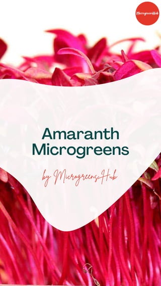 by Microgreens Hub
Amaranth
Microgreens
 