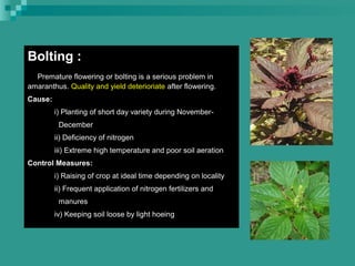 Bolting :
Premature flowering or bolting is a serious problem in
amaranthus. Quality and yield deterioriate after flowering.
Cause:
i) Planting of short day variety during November-
December
ii) Deficiency of nitrogen
iii) Extreme high temperature and poor soil aeration
Control Measures:
i) Raising of crop at ideal time depending on locality
ii) Frequent application of nitrogen fertilizers and
manures
iv) Keeping soil loose by light hoeing
 