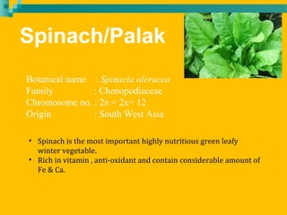 Spinach/Palak
Botanical name : Spinacia oleracea
Family : Chenopodiaceae
Chromosome no. : 2n = 2x= 12
Origin : South West Asia
• Spinach is the most important highly nutritious green leafy
winter vegetable.
• Rich in vitamin , anti-oxidant and contain considerable amount of
Fe & Ca.
 