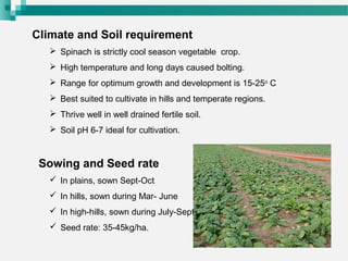 Climate and Soil requirement
 Spinach is strictly cool season vegetable crop.
 High temperature and long days caused bolting.
 Range for optimum growth and development is 15-25o
C
 Best suited to cultivate in hills and temperate regions.
 Thrive well in well drained fertile soil.
 Soil pH 6-7 ideal for cultivation.
Sowing and Seed rate
 In plains, sown Sept-Oct
 In hills, sown during Mar- June
 In high-hills, sown during July-Sept
 Seed rate: 35-45kg/ha.
 