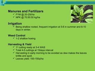 Manures and Fertilizers
 FYM @ 20-25t/ha
 NPK @ 70:50:50 kg/ha
Irrigation
 Being shallow rooted, frequent irrigation at 5-6 in summer and 8-10
days in winter.
Weed Control
 1-2 shallow hoeing
Harvesting & Yield
 1st
cutting ready at 3-4 WAS
 Total 4-5 cuttings at 15days interval
 Harvesting in early morning to be avoided as dew makes the leaves
brittle and spoil.
 Leaves yield: 100-150q/ha
 