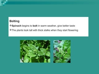 Bolting
Spinach begins to bolt in warm weather, give better taste
The plants look tall with thick stalks when they start flowering
 