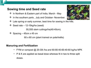 Sowing time and Seed rate
 In Northern & Eastern part of India, March - May
 In the southern parts , July and October- November.
 Late spring or early summer, best time for sowing in the hills.
 Seed rate – 12-15kg/ha (seed)
55,555 stem cuttings/ha(40-45cm).
 Spacing – 45cm x 45 cm
60 x 60 cm (plant trained on pole/trellis)
Manuring and Fertilization
• FYM or compost @ 20-30t /ha and 60-80:40-60:40-60 kg/ha NPK
• P & K are applied as basal dose whereas N in two to three split
doses.
 