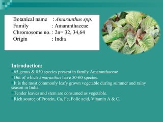 Botanical name : Amaranthus spp.
Family : Amaranthaceae
Chromosome no. : 2n= 32, 34,64
Origin : India
Introduction:
65 genus & 850 species present in family Amaranthaceae
Out of which Amaranthus have 50-60 species.
It is the most commonly leafy grown vegetable during summer and rainy
season in India
Tender leaves and stem are consumed as vegetable.
Rich source of Protein, Ca, Fe, Folic acid, Vitamin A & C.
 