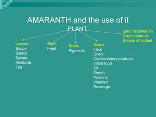 AMARANTH and the use of it
PLANT
Leaves
Soups
Salads
Spices
Medicine
Tea
Stem
Feed
Roots
Pigments
Seeds
Flour
Grain
Confectionery products
Infant food
Oil
Starch
Proteins
Vitamins
Beverage
Land reclamation
Green manure
Source of biofuel
 