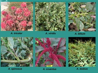 A. tricolor A. viridis A. blitum
A. spinosus A. cruentus A. dubius
 