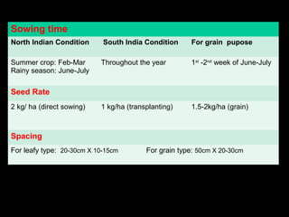 -
Sowing time
North Indian Condition South India Condition For grain pupose
Summer crop: Feb-Mar
Rainy season: June-July
Throughout the year 1st
-2nd
week of June-July
Seed Rate
2 kg/ ha (direct sowing) 1 kg/ha (transplanting) 1.5-2kg/ha (grain)
Spacing
For leafy type: 20-30cm X 10-15cm For grain type: 50cm X 20-30cm
 
