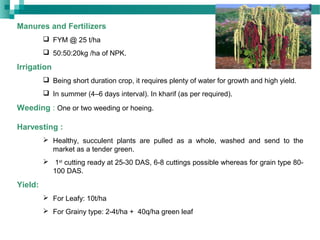 Manures and Fertilizers
 FYM @ 25 t/ha
 50:50:20kg /ha of NPK.
Irrigation
 Being short duration crop, it requires plenty of water for growth and high yield.
 In summer (4–6 days interval). In kharif (as per required).
Weeding : One or two weeding or hoeing.
Harvesting :
 Healthy, succulent plants are pulled as a whole, washed and send to the
market as a tender green.
 1st
cutting ready at 25-30 DAS, 6-8 cuttings possible whereas for grain type 80-
100 DAS.
Yield:
 For Leafy: 10t/ha
 For Grainy type: 2-4t/ha + 40q/ha green leaf
 