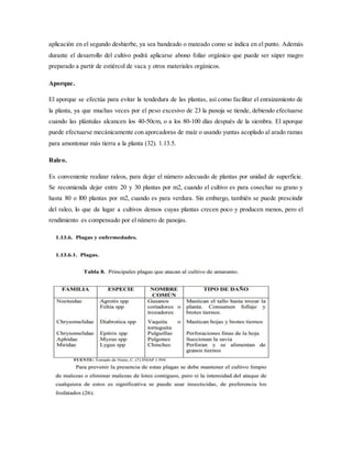 aplicación en el segundo deshierbe, ya sea bandeado o mateado como se indica en el punto. Además
durante el desarrollo del cultivo podrá aplicarse abono foliar orgánico que puede ser súper magro
preparado a partir de estiércol de vaca y otros materiales orgánicos.
Aporque.
El aporque se efectúa para evitar la tendedura de las plantas, así como facilitar el enraizamiento de
la planta, ya que muchas veces por el peso excesivo de 23 la panoja se tiende, debiendo efectuarse
cuando las plántulas alcancen los 40-50cm, o a los 80-100 días después de la siembra. El aporque
puede efectuarse mecánicamente con aporcadoras de maíz o usando yuntas acoplado al arado ramas
para amontonar más tierra a la planta (32). 1.13.5.
Raleo.
Es conveniente realizar raleos, para dejar el número adecuado de plantas por unidad de superficie.
Se recomienda dejar entre 20 y 30 plantas por m2, cuando el cultivo es para cosechar su grano y
hasta 80 o l00 plantas por m2, cuando es para verdura. Sin embargo, también se puede prescindir
del raleo, lo que da lugar a cultivos densos cuyas plantas crecen poco y producen menos, pero el
rendimiento es compensado por el número de panojas.
 