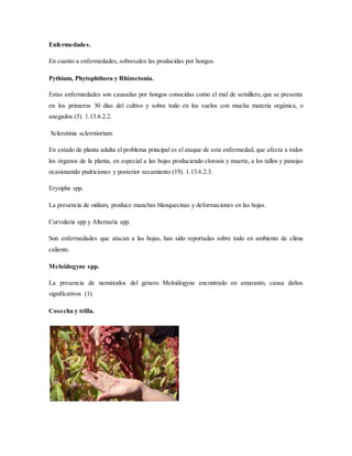 Enfermedades.
En cuanto a enfermedades, sobresalen las producidas por hongos.
Pythium, Phytophthora y Rhizoctonia.
Estas enfermedades son causadas por hongos conocidas como el mal de semillero, que se presenta
en los primeros 30 días del cultivo y sobre todo en los suelos con mucha materia orgánica, o
anegados (5). 1.13.6.2.2.
Sclerotinia sclerotiorium.
En estado de planta adulta el problema principal es el ataque de esta enfermedad, que afecta a todos
los órganos de la planta, en especial a las hojas produciendo clorosis y muerte, a los tallos y panojas
ocasionando pudriciones y posterior secamiento (19). 1.13.6.2.3.
Erysiphe spp.
La presencia de oidium, produce manchas blanquecinas y deformaciones en las hojas.
Curvularia spp y Alternaria spp.
Son enfermedades que atacan a las hojas, han sido reportadas sobre todo en ambiente de clima
caliente.
Meloidogyne spp.
La presencia de nemátodos del género Meloidogyne encontrado en amaranto, causa daños
significativos (1).
Cosecha y trilla.
 
