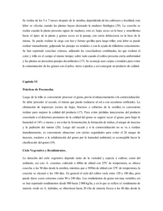 Se realiza de los 5 a 7 meses después de la siembra, dependiendo de los cultivares y localidad; esta
labor se efectúa cuando las plantas hayan alcanzado la madurez fisiológica (39). La cosecha se
realiza cuando la planta presenta signos de madurez, esto es: hojas secas en la base y amarillentas
hacia el ápice de la planta y granos secos en la panoja, con cierta dehiscencia en la base de la
misma. Se puede realizar la siega con hoz y formar gavillas para luego trillar, esta labor se puede
realizar manualmente, golpeando las panojas en tendales o con la ayuda de trilladoras estacionarias.
Se han reportado cosechas exitosas, utilizando las cosechadoras combinadas, las que realizan el
corte y trilla en el campo al mismo tiempo; sobre todo cuando el cultivo presenta cierta uniformidad
y las plantas no presentan panojas decumbentes (17). Se aconseja usar carpas o tendales para evitar
la contaminación de los granos con el polvo, tierra o piedras y así conseguir un producto de calidad.
Capítulo VI
Prácticas de Poscosecha.
Luego de la trilla es conveniente procesar el grano, previo al almacenamiento o la comercialización.
Se debe proceder al secado, el mismo que puede realizarse al sol o con secadoras artificiales. La
eliminación de impurezas (restos de hojas, brácteas o cubiertas de la semilla) es conveniente
realizar para mejorar la calidad del producto (17). Para evitar pérdidas innecesarias del producto
cosechado o el deterioro prematuro de la calidad del grano se sugiere secar el grano, para bajar la
humedad al 14% o menos y así evitar la fermentación, la formación de mohos, el ataque de insectos
y la pudrición del mismo (20). Luego del secado y si la comercialización no se va a realizar
inmediatamente, es conveniente almacenar con ciertas seguridades para evitar el 26 ataque de
insectos, roedores o la rehidratación del grano por la humedad ambiental, es aconsejable hacer la
clasificación del grano (19).
Ciclo Vegetativo y Rendimientos.
La duración del ciclo vegetativo depende tanto de la variedad y especie a cultivar, como del
ambiente, así con: A. cruentus, cultivado a 600m de altitud con 22ºC de temperatura, se obtuvo
cosecha a los 90 días desde la siembra, mientras que a 3050m de altitud con 12ºC de temperatura, la
cosecha se alcanzó a los 180 días. En general el ciclo del cultivo varía entre 120 y 180 días, pero
puede darse casos extremos como 90 o 240 días. Los rendimientos de grano son muy variables, así
se han reportado rendimientos desde 900 hasta 2 000 kg/ha, y en lo que se refiere a1 rendimiento de
materia verde en A. hybridus, se obtuvieron hasta 20 t/ha de materia fresca a los 40 días desde la
 