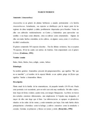 MARCO TEORICO
Amaranto (Amaranthus)
Amaranthus es un género de plantas herbáceas y anuales perteneciente a la familia
Amaranthaceae. Actualmente, sus especies se distribuyen por la mayor parte de las
regiones de clima templado y cálido, posiblemente dispersadas por el hombre. Varias de
ellas son cultivadas tradicionalmente en Centro y Sudamérica para aprovechar sus
semillas o sus hojas como alimento; otras se cultivan como ornamentales. Algunas de
ellas son malas hierbas extendidas en los cultivos, en algunos casos, como A. retroflexus,
de difícil erradicación.
El género comprende 565 especies descritas . Tras las últimas revisiones, hoy se aceptan
70 especies, 40 de las cuales son nativas de América. Está emparentado con el género
Celosia. (Cardenas, 1991)
Nombre común
Baleo, bledo, bledos, breo, ceñiglo, cenizo, hebreo
Etimología
Su nombre genérico Amaranthus procede del griegoamaranthos, que significa "flor que
no se marchita" y el nombre de la especie blitoide es un: epíteto griego de βλιτον que
significa "similar a Amaranthus blitum.
Descripción
Planta anual de la familia de las amarantáceas, de pequeño tamaño (10-50 cm). Puede
estar postrada o ser ascendente, pero en todo caso está muy ramificada. De tallos rojizos,
tiene hojas de forma ovalada y punta roma, con margen blanquecino. Las flores no tienen
dos verticilos exteriores diferenciados, sino simplemente 4-5 tépalos muy desiguales, el
mayor de ellos más largo que el fruto. Las inflorescencias se agrupan en glomérulos
situados en las axilas de las ramas, y están rematadas por hojas. Esta mala hierba afecta
principalmente a hortalizas como la lechuga y cultivos extensivos como la remolacha o
cereales. Germina en primavera y florece en verano y otoño. (Benavides, 1996)
 