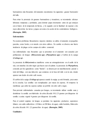 barrenadores más frecuentes del amaranto encontramos los siguientes: gusano barrenador
del tallo.
Para evitar la presencia de gusanos barrenadores y trozadores, se recomienda efectuar
labranzas tempranas y profundas, para destruir pupas invernantes antes de que emerjan
con el inicio de la temporada de lluvias, y lo segundo con la finalidad de exponer a los
rayos ultravioleta las larvas y pupas así como a la acción de los controladores biológicos.
(Barragán, 2005)
Enfermedades
No ocurren problemas fitosanitarios mayores mientras se cultiva el amaranto en pequeñas
parcelas, como borde, o en mezcla con otros cultivos. En cambio se observa una fuerte
incidencia de plagas en los campos de cultivo comercial.
Las enfermedades mas frecuentes que se presentan en el amaranto son causadas por
poblaciones de hongos (Rhizoctonia spp), (Phytopthora spp) y Carbón de la espiga
(Ustilago sp).
La presencia de Rhizoctonia se manifiesta como un estrangulamiento en el cuello de la
raíz, con manchas de color negro que hacen caer a la planta. La presencia de Phytopthora,
conocida por los agricultores como “lancha”, se detecta por un marchitamiento parcial o
total del follaje, con una infección que comienza en la base del tallo o en la raíz, donde
aparece una lesión de color café oscuro.
El carbón de la espiga (Ustilago sp) aparece cuando la espiga ya está formada, poco antes
de la cosecha. Las semillas son reemplazadas por masas de esporas. Al romperse la
membrana que cubre las esporas sueltan un polvillo de color café o negro.
Para prevenir enfermedades causadas por hongos, se recomienda utilizar semilla sana y
desinfectar la semilla con hidróxido de cobre (Kocide 101) 2.5 gramos por kilogramo de
semilla o ceniza vegetal 4 gramos por kilogramo de semilla.
Para el control orgánico de hongos se permiten los siguientes productos: aspesiones
foliares con caldo sulfocálcico (10 litros en 200 litros de agua), caldo bordelés, Hidroxido
de cobre (Kocide 101: 2,5 gramos/litro de agua). (Barragán, 2005)
Cualidades:
 