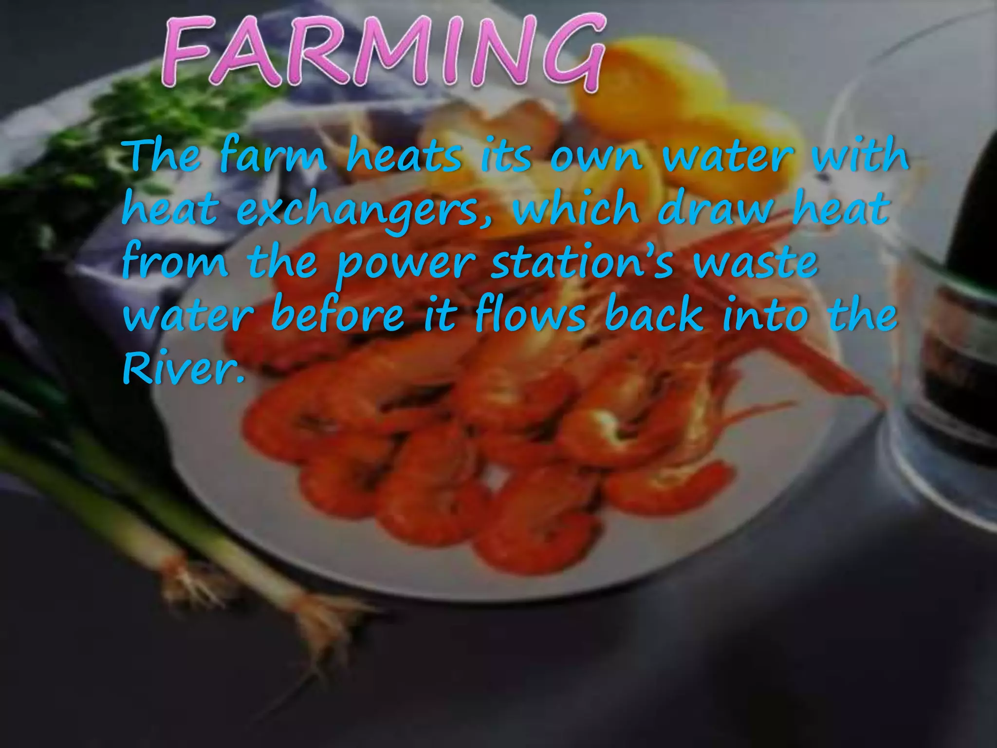 The farm heats its own water with
heat exchangers, which draw heat
from the power station’s waste
water before it flows back into the
River.
 