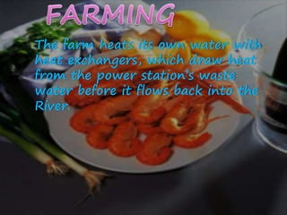 The farm heats its own water with
heat exchangers, which draw heat
from the power station’s waste
water before it flows back into the
River.
 